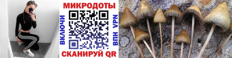 Галлюциногенные грибы Psilocybine cubensis  Тавда 